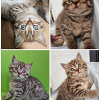Meravigliosa cucciola british Shorthair pedigree