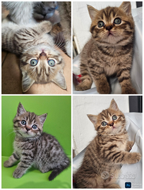 Meravigliosa cucciola british Shorthair pedigree