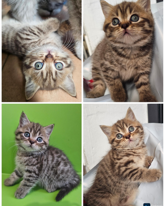 Meravigliosa cucciola british Shorthair pedigree