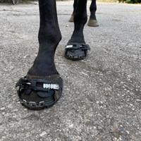 Scarpette e ferri gommati per cavalli e muli