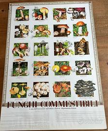 Poster Funghi commestibili