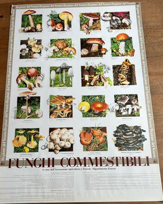 Poster Funghi commestibili