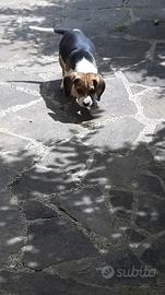 Beagle