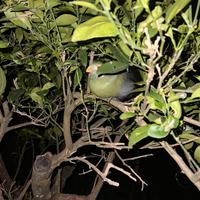 Turachi guance bianche (Tauraco leucotis)