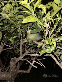 Turachi guance bianche (Tauraco leucotis)