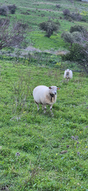 Pecora di 3 anni