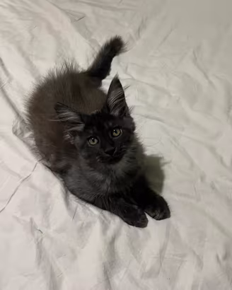 Maine coon kitten