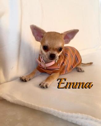 Chihuahua femmina con pedigree enci