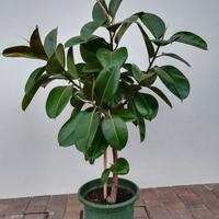 FICUS ELASTICA