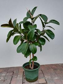 FICUS ELASTICA