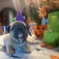 Cuccioli di bulldog francese