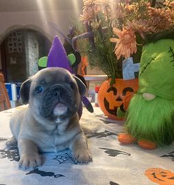Cuccioli di bulldog francese