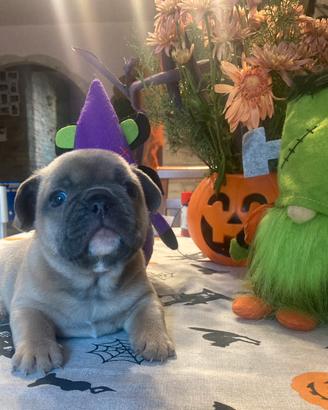 Cuccioli di bulldog francese