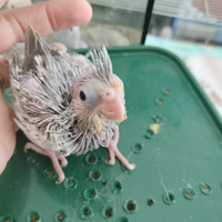 Calopsite da imbecco