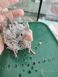 Calopsite da imbecco