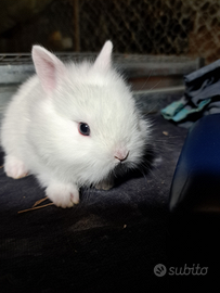 Conigli nani testa di leone