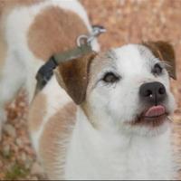 Cagnolino in adozione
