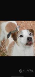 Cagnolino in adozione