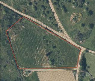 Terreno agricolo Domus de Maria con vigneto