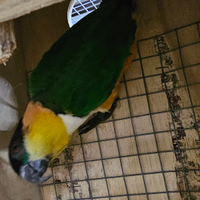 Caicco testa nera