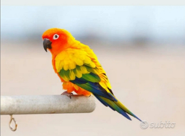 Pappagalli Conuro del sole allevati a mano