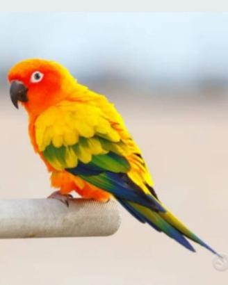 Pappagalli Conuro del sole allevati a mano