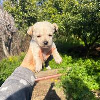 Cuccioli meticci taglia Media/piccola