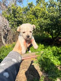 Cuccioli meticci taglia Media/piccola