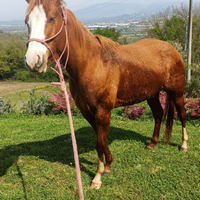 Puledra Cavalla Paint Horse doc americani