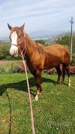 Puledra Cavalla Paint Horse doc americani
