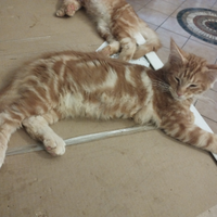 Gattini col il pedigree di Maine Coon