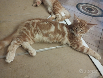 Gattini col il pedigree di Maine Coon