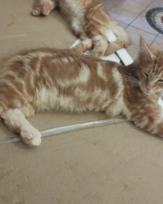 Gattini col il pedigree di Maine Coon