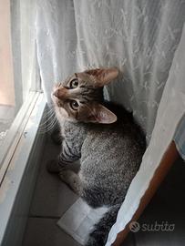 Cuccioli gatto