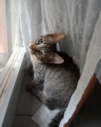 Cuccioli gatto