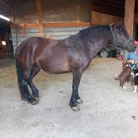 Bardigiana 14 anni