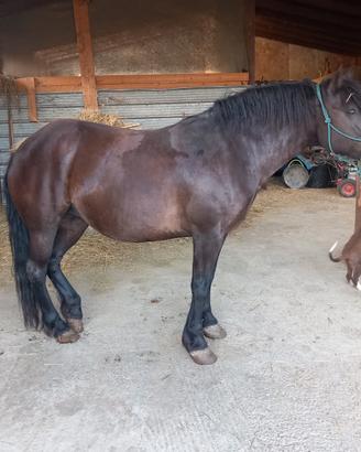 Bardigiana 14 anni