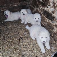 Cuccioli di pastore dei pirenei