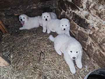 Cuccioli di pastore dei pirenei