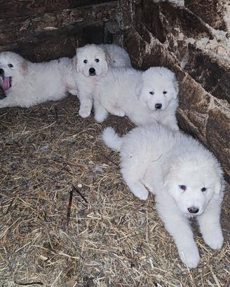 Cuccioli di pastore dei pirenei