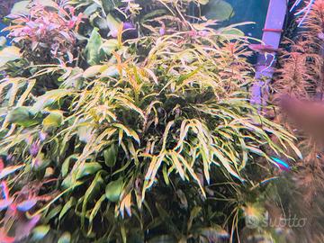 Microsorum mini Coral
