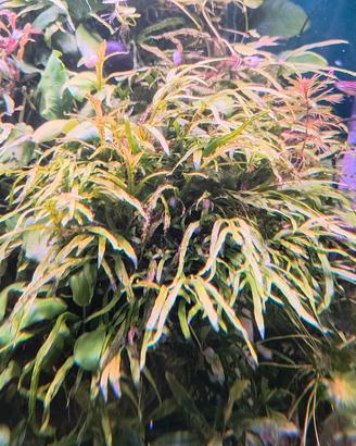 Microsorum mini Coral