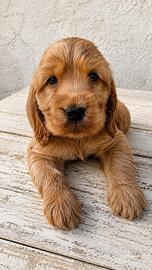 Cocker Spaniel Inglese