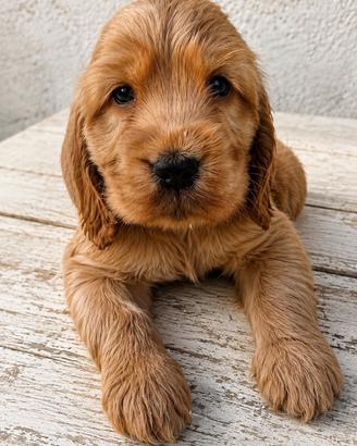 Cocker Spaniel Inglese