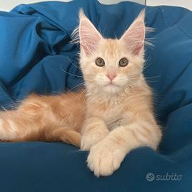 Maine Coon Maschio