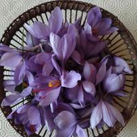 fiori essiccati di zafferano 