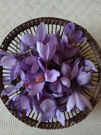fiori essiccati di zafferano 