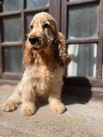 Cocker spaniel inglese