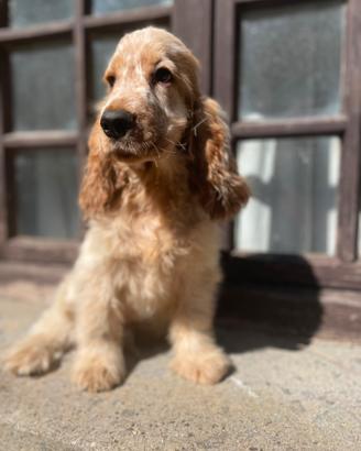 Cocker spaniel inglese