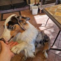 Pastore australiano con pedigree disponibile monta